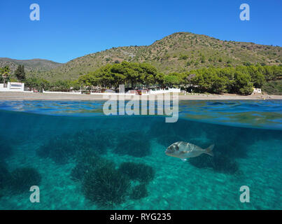 Spanien Costa Brava Cala Montjoi Strand Ufer mit einer Fisch- und Seegras Unterwasser, Mittelmeer, Rosen, Katalonien, geteilte Ansicht über und unter Wasser Stockfoto