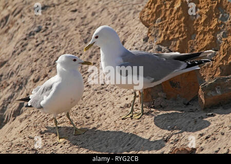 Sturmmöwe (Larus canus) Paar, Schottland, Großbritannien. Stockfoto