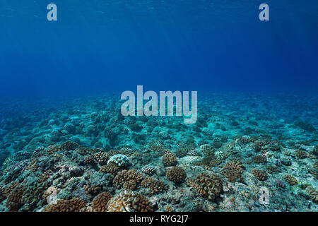 Unterwasser marine Coral Reef Meeresboden, natürlichen Szene, Pazifischer Ozean, Französisch Polynesien Stockfoto