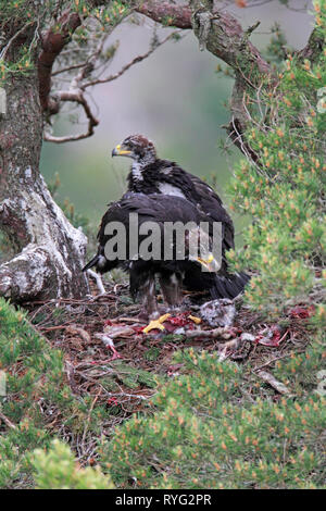 GOLDEN EAGLE (Aquila Chrysaetos) eaglets auf Nest, Schottland, Großbritannien. Stockfoto