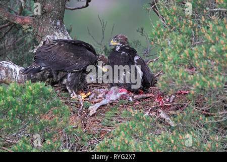 GOLDEN EAGLE (Aquila Chrysaetos) eaglets auf Nest, Schottland, Großbritannien. Stockfoto