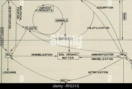 Effiziente Nutzung von Stickstoff auf Ernte land im Nordosten efficientuseofni 00 Rinde Jahr: 1980 Effiziente Nutzung der Stickstoff der Luft 29 NgO. Ng NH, STAUB ABFLUSS EROSION, AUSWASCHUNG TON UND ORGANISCHE komplexe Abbildung 20. Der Stickstoffkreislauf. oder der Beitrag von Böden zur N-de-derungen eines Ernteguts zu prognostizieren. Einige Laborverfahren erscheinen vielversprechend, aber die Kalibrierung dieser Verfahren in das Feld mit dem Erntegut Anforderungen fehlt. Mehr Daten müssen von der Forschung unter landwirtschaftlichen Bedingungen und an zahlreichen Standorten eingeholt werden, bevor die Laboruntersuchungen der N Status des Bodens korrelieren die Feldbedingungen. Er Stockfoto