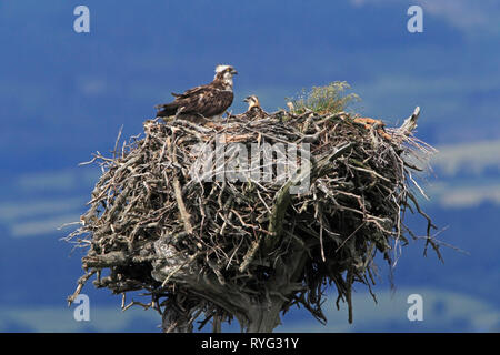 Fischadler (Pandion haliaetus) weiblich und Küken im Nest, Schottland, Großbritannien. Stockfoto