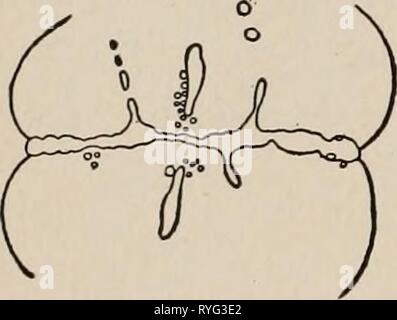 Die Dynamik der lebenden Materie dynamicsofliving 00 loeb Jahr: 1906 Abb. i. Abb. 2. Stockfoto