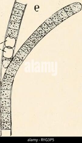 Einführung in die Biologie einfhrungindie 00 maas Jahr: 1912 ^m^' Bild. 13. Spaltpilze und Spaltalgen. 460/1. Sterben S p a 11 a! G e n Werdener auch Blaualgen (cyanophyceen) genannt wegen ihrer ins Blaue spielenden, hellgrünen Farbe. Sie leben im Wasser oder in feuchter Erde. Chroococcus (Abb. 13 c) Stockfoto