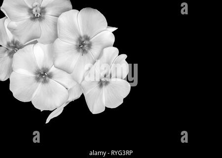 Kunst Stillleben detaillierte floral monochrome Makrofotografie eines isolierten Stammzellen weißer phlox Blüten auf schwarzem Hintergrund in Vintage Stockfoto