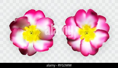 Bunte naturalistischen rosa weiß gelb Primula auf transparentem Hintergrund. Vector Illustration. EPS 10. Stock Vektor