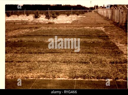 Auswirkungen der Boden Temperaturgradient auf Wachstum und Kohlenhydrat und nahrhaften Element Ebenen in drei warmen Jahreszeit turfgrasses. effectsofsoiltem 00 seit Jahr: 1974 26 Abbildung 7. Grundstücke von Bahia, St. Augustine, und Bermuda Grass verwendet in außerhalb der Winter Dünger- und Verhältnis zu experimentieren. Stockfoto