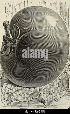 E.H. Hunt: seedsman ehhuntseedsman 1895 Jagd Jahr: 1895-LB, LB 30 c., 80c. die Verlader. Pkt., 5 C.; Oz, 10 C.; Amerikanische Turban. Dickes gelbes Fleisch, Haut, grün mit weißen Streifen. Pkt., 5 C.; Oz, 10 C.;-lb., 20 c; lb, 60 C. Mammut Chili. Reiche orange-gelb, Fleisch dick und von guter Qualität für die Herstellung von Torten. Dieses squash wächst zu einer enormen Größe, Proben häufig erreichen das Gewicht von 225 lbs eine wertvolle Art für das Füttern von Sto-k. 40 c, lb, S 1.50. Pkt., 10c; Oz, 20 C; K-lb., Tomaten. Kultur. Für die frühen Pflanzen säen in Hot-betten Anfang März, in Bohrer" 5 Zoll auseinander und Zoll tief; wenn die Stockfoto