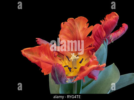 Noch immer leben farbenfrohe Makro einer offenen isolierten Papagei Tulpe Blüte mit grünen Blättern auf schwarzem Hintergrund Stockfoto