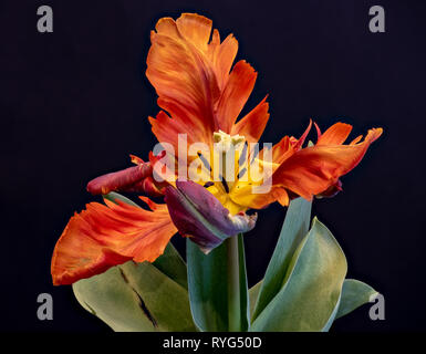 Noch immer leben farbenfrohe Makro einer offenen isolierten Papagei Tulpe Blüte mit grünen Blättern auf blauem Hintergrund Stockfoto