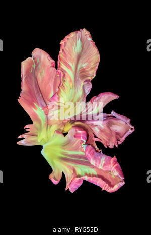Helle Makroaufnahmen aus einer Reihe von gelb rosa Papagei Tulpe Blüte Blüten in Pastelltönen auf schwarzem Hintergrund Stockfoto