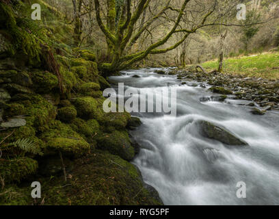 Hohe winter Strömung in einem Fluss zwischen bemoosten Steinmauern und hundertjährige Eichen, in Samos, Gijón, Galizien. Stockfoto