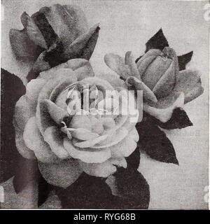 Dreer der Großhandel Preisliste für Floristen: Glühlampen Blumensamen Rasen Gras Samen pflanzen Verbrauchsmaterialien dreerswholesalep 1932 henr Jahr: 1932 Trailing: Rose, Max Graf Trailing Hybrid-Rugosa Rose, Max Graf ist ein ausgezeichneter Säule oder klettern Rose, aber die meisten wertvollen als Bodendecker für welchen Zweck es weit überlegen ist eine der Wichuraiana Sorten gefunden werden. Das Laub ähnelt Rosa rugosa, wieder sehr spät in der Saison, es ist praktisch im-mune zu Insekten und Krankheiten und ist absolut winterhart. Die Blüten sind groß, Single, helles Rosa mit hübsch gekräuselte Blütenblätter. Für die Anpflanzung von Stockfoto