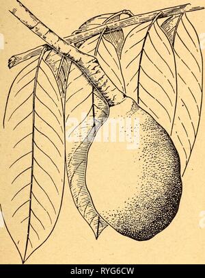 Essbare und giftige Pflanzen der Karibik ediblepoisonousp 00 Dahl Jahr: 1944 39 30. SUNZAPOTE Licania platypus Diese Frucht ist im Geschmack schlecht und nur selten gegessen, außer wenn keine andere Frucht zur Verfügung steht. Die hohen, stattlichen Baum wächst in Fülle im Tiefland von Mittelamerika. Die längliche junge Blätter Rot oder Lila sind, die Frucht ist sehr groß, mit einer rauen, bräunlich, Rinde, und zähes Fleisch ist gelb, saftig und süß. Andere Namen für die sunzapote sind sunza, SunganOy und Sangre (Costa Rica). Stockfoto