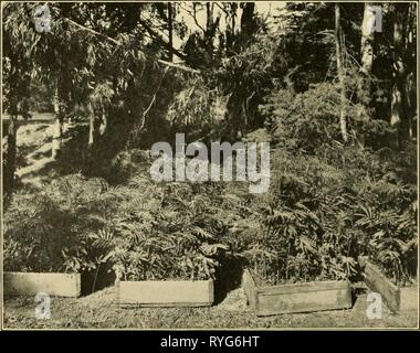 Eine wirtschaftliche Untersuchung von Akazien economicstudyofa 00 shin Jahr: 1913 Abb. 1.- Querschnitt von California-Grown Acacia melanoxylon, 18 Jahre; einer von mehreren Amtsleitungen aus derselben Wurzel. Abb. 2.-Wohnungen von Nursery-Grown Acacias bereit zu stellen. Stockfoto