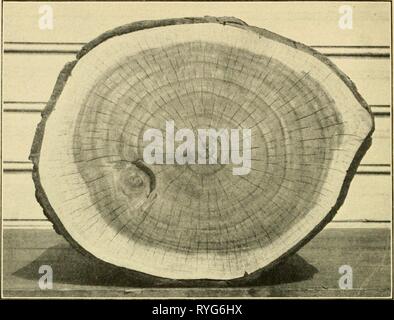 Eine wirtschaftliche Untersuchung von Akazien economicstudyofa 00 shin Jahr: 1913 Bui. 9, US, Abt. Landwirtschaft. Platte XI. Abb. 1.- Querschnitt von California-Grown Acacia melanoxylon, 18 Jahre; einer von mehreren Amtsleitungen aus derselben Wurzel. Stockfoto