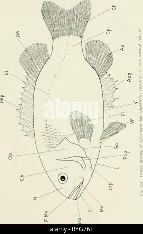 Die Ökologie und die Ökonomie der Oneida Lake Fisch ecologyeconomics 00 adamrich Jahr: 1928 273 Stockfoto