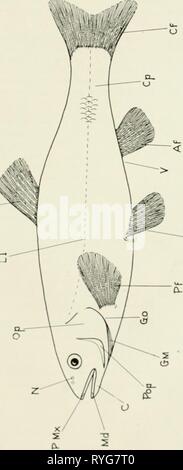 Die Ökologie und die Ökonomie der Oneida Lake Fisch ecologyeconomics 00 adamrich Jahr: 1928 275 Stockfoto