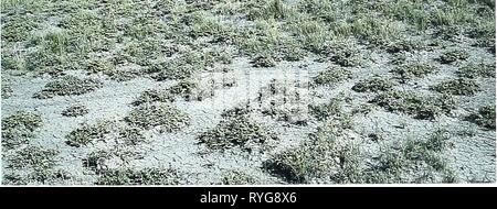 80 Jahre der Vegetation und Landschaft Veränderungen in den nördlichen Great Plains: Eine fotografische eightyyearsofveg 45 klem Jahr: 2001 Belle Fourche, South Dakota Lage Butte CO, SD; Sec. 6. R. 3 E.. T. ION.; GPS-UTM 4968196 N, 593644 E. Über 14,2 km nord-nordöstlich von Belle Fourche. Von Belle Fourche, Reisen nach Norden 14,2 Meilen entlang US-Highway 85. Photopoint ist 50 Meter nördlich der Autobahn. Beschreibung zum 20. September 1999 Shrub-Dominated Hochland Sträucher. Atriplex nuttallii Hochland vor dem Hügel Gräser. Agropyron smithil Koeleria pyramidata, Agro-pyron cristatwn Forbs. Melilotus officina Stockfoto