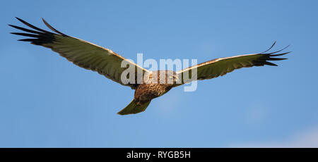 Männliche Western Rohrweihe im Flug im blauen Himmel Stockfoto