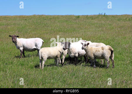 Sheared Schafe mit Lämmer auf dem Deich Stockfoto