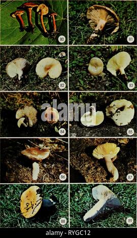 Essbaren und giftigen Pilze von Kanada ediblepoisonousm 00 grov Jahr: 1979 47 Stockfoto