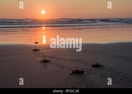 Cada año Meilen tortugas de desovan de Costas de Guerrerenses y al Atardecer cuando CAE-el Sol Las Tortugas encuentran su Camino al Nacer y en esos Pas Stockfoto