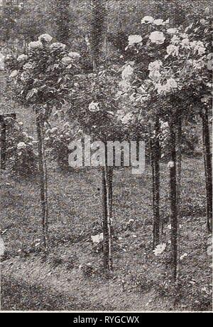 Dreer der Großhandel Preisliste für Floristen: Blumen Samen Pflanzen und Blumenzwiebeln Pflanzen und Rasen Grassamen Verbrauchsmaterialien dreerswholesalep 1932 henr 1 Jahr: 1932 Trailing Rose, Max Graf Trailing Hybrid-Rugosa Rose Max Graf ist ein ausgezeichneter Säule oder Klettern - Rose, aber die meisten wertvollen als Bodendecker" für welchen Zweck es weit überlegen ist eine der Wichu - raiana Sorten gefunden werden. Das Laub ähnelt Rosa Rugo - Sa, sehr spät in der Saison erhalten bleibt, ist es praktisch immun gegen Insekten und Krankheiten und ist absolut winterhart. Die Blüten sind groß, Single, helles Rosa mit hübsch gecrimpt Stockfoto