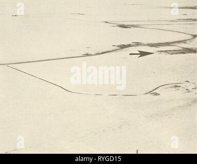 Ökologische Untersuchungen der Tundra biome in der Prudhoe Bay, Alaska ecologicalinvest 00 brow Jahr: 1975 46 Stockfoto