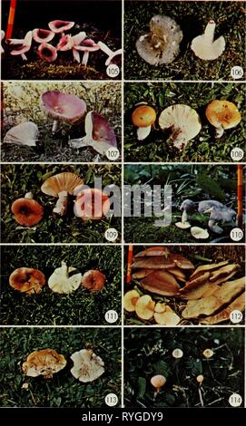 Essbaren und giftigen Pilze von Kanada ediblepoisonousm 00 grov Jahr: 1979 51 Stockfoto