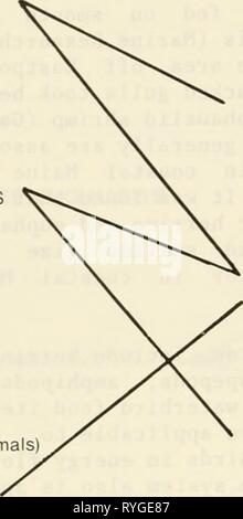 Eine ökologische Charakterisierung von Küstenmaine (nördlich und östlich von Cape Elizabeth) ecologicalcharac 02 vs Jahr: 1980 SÄUGETIERE ERNÄHRUNGSGEWOHNHEITEN LEBENSMITTEL RESSOURCEN BARTENWALE Finback whale Zwergwal Buckelwal right whale ZAHNWALE Pottwal Grindwal Schweinswal beaked whale Common dolphin Killer Whale (auch Feeds auf anderen Meeressäugern DICHTUNGEN PLANKTON PLANKTON KREBSTIERE (KRILL) NEKTONIC GRUNDFISCHE UND SEMI-DEMERSALE GESELLIGE FISCHE (CLUPEIDS) SQUID Stockfoto