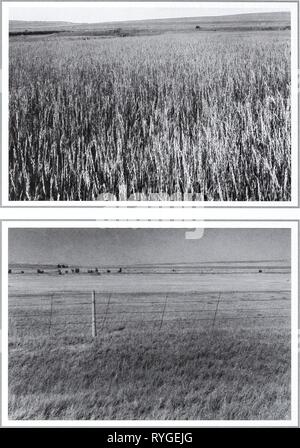 80 Jahre der Vegetation und Landschaft Veränderungen in den nördlichen Great Plains: Eine fotografische eightyyearsofveg 45 klem Jahr: 2001 Original Foto Juli 6, 1927. Shantz V -3-1927. Mit Blick nach Osten. Erste Wiederholungsprüfung und Beschreibung August 11, 1960. W. S. S., E -8-1960. Dr. Shantz 'original Bild zeigt ein fast reines Stand von Agropyron smithii. Wenn die 1960er Bild aufgenommen wurde gab es sehr wenig von diesem Gras, es vor allem Koeleria cristata (von Phillips 1963, S. 129). Die zweite Wiederholungsprüfung August 3, 1998. Kay -4358-15. Stockfoto