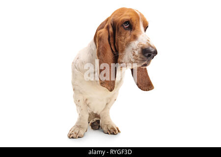 Basset Hound Dog auf weißem Hintergrund Stockfoto