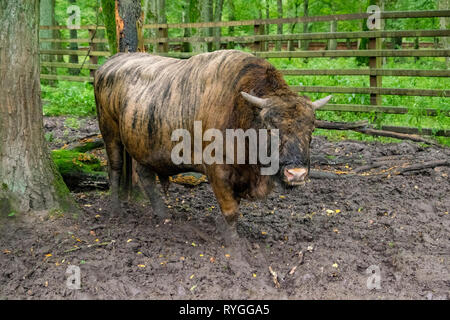 Ein Mitglied der letzten Europäischen bison Bevölkerung in Bialowieza Nationalpark im östlichen Polen gefunden Stockfoto