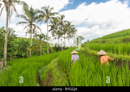 Weibliche Landwirte arbeiten in Jatiluwih Reis terrasse Plantagen auf Bali, Indonesien, Südostasien. Stockfoto