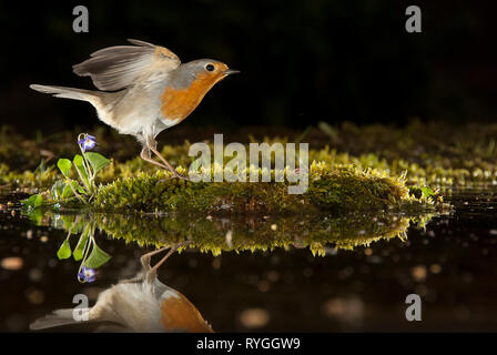 Robin - Erithacus rubecula, mit Reflexion im Wasser Stockfoto