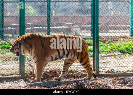 Tiger im Zoo Stockfoto