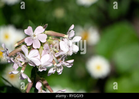 Balkan trägt Latzhosen Blume - Lateinischer Name - Acanthus hungaricus Acanthus balcanicus Stockfoto