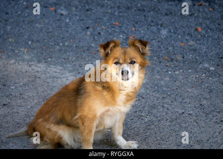 Australian Kelpie, eine großartige Arbeit Rasse eine Stockfoto