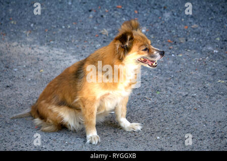 Red aufgegeben Obdachlose Inukai liegt in der Straße. Wenig traurig verlassenen Hund auf dem Gehweg. Einsamen obdachlosen Inukai liegt direkt an städtischen Straße Stockfoto