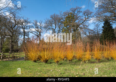 Savill Garden im März mit bunten stammt von Salix alba britzensis vitellina 'var' oder Scharlach Willow, Surrey/Berkshire, Großbritannien Stockfoto