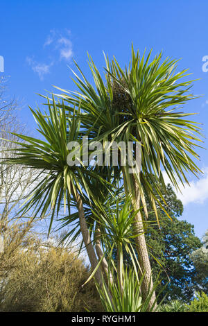 Cordyline australis (Ti), die gemeinhin als Cabbage Tree oder cabbage Palm, endemisch in Neuseeland, in einer britischen Garten Stockfoto