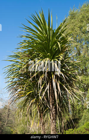 Cordyline australis (Ti), die gemeinhin als Cabbage Tree oder cabbage Palm, endemisch in Neuseeland, in einer britischen Garten Stockfoto