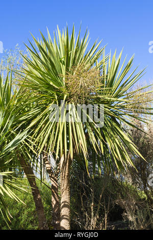 Cordyline australis (Ti), die gemeinhin als Cabbage Tree oder cabbage Palm, endemisch in Neuseeland, in einer britischen Garten Stockfoto