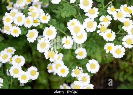 Grasgrün und Kamillen in der Natur Stockfoto