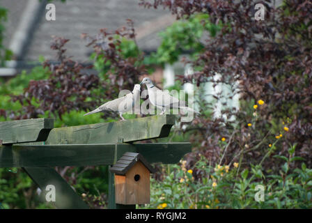 Woodpigeans Stockfoto