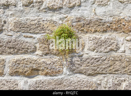 Steinmauer Hintergrund mit grünen Pflanzen. Altes Mauerwerk stonewall Muster. Stockfoto