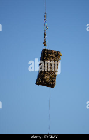 Angeln feeder Futtertrögen zum Angeln Top View Stockfoto