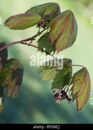 Acer Rubrum flower Cluster im späten Frühjahr Stockfoto